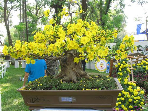 Cách giữ hoa mai tươi lâu chơi suốt tết Canh Tý 2020