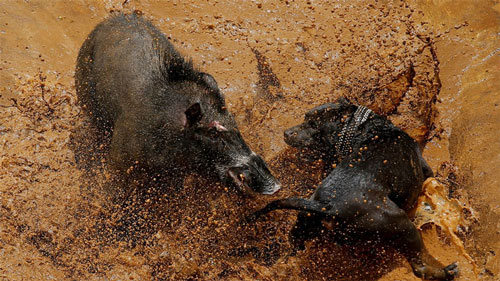 CLIP: "Mãn nhãn" trước những pha tử chiến "máu lửa" bậc nhất của lợn rừng