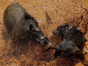 CLIP: "Mãn nhãn" trước những pha tử chiến "máu lửa" bậc nhất của lợn rừng