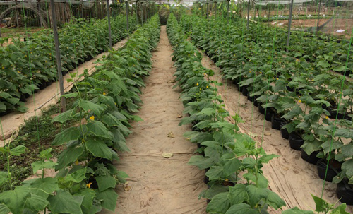 Bắc Ninh: Lão nông thu tiền tỷ mỗi năm từ bán cây giống dưa chuột, cà chua