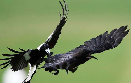 Chim ác là hay tấn công người, sao vẫn được yêu quý tại Úc?