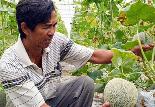 Thu bạc tỷ từ vườn dưa lưới công nghệ cao