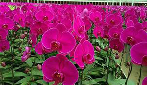  Lan hồ điệp dịp Tết vẫn hút khách nhưng giá thành giảm