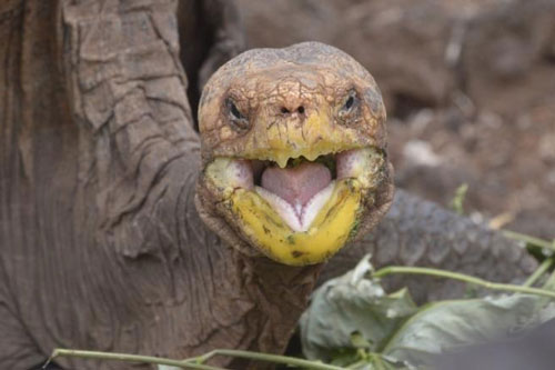 Cụ rùa ‘sát gái’, quan hệ khắp nơi cứu cả loài khỏi tuyệt chủng