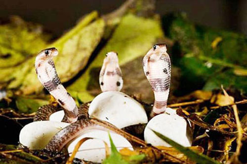 Tới nơi mà các loài rắn đi lại hàng đàn tại Việt Nam