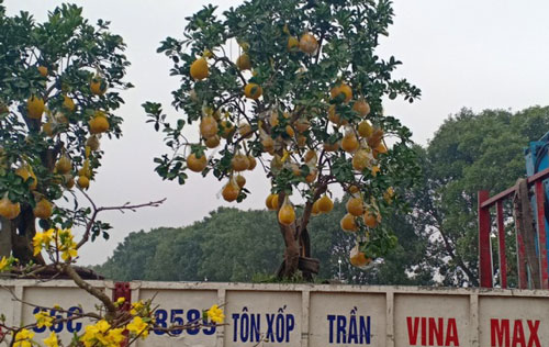 Thanh Hóa: “Hái ra tiền” với nghề vận chuyển cây cảnh ngày cận Tết