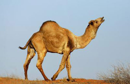 Cháy rừng ở Úc: 10.000 con lạc đà bị giết vì uống nước quá nhiều