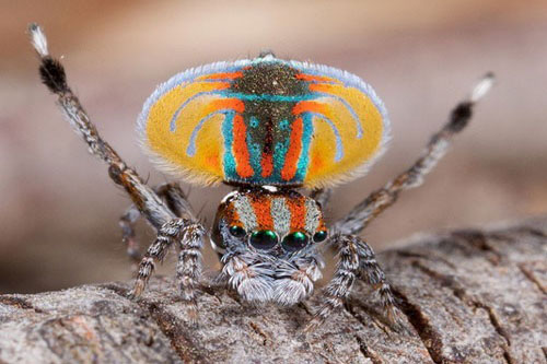 Top 8 loài nhện có khả năng kỳ lạ nhất thế giới