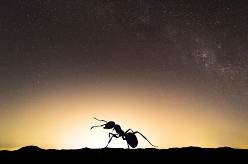 Các loài côn trùng ban đêm dễ bị ảnh hưởng bởi ánh sáng nhân tạo.