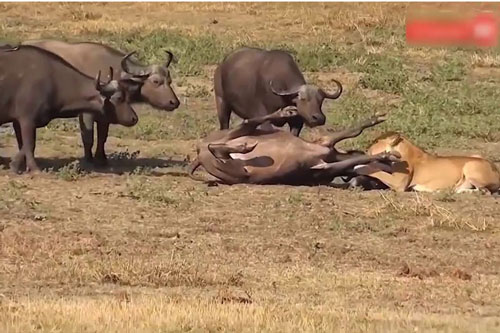 Sắp có bữa ăn thịnh soạn, sư tử vẫn phải bỏ chạy ‘trối chết’ vì bị trâu rừng tấn công