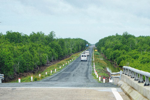 Xuyên rừng đước ngập mặn đất mũi Cà Mau