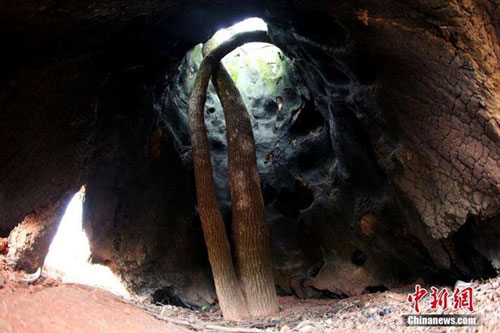 Điều kỳ diệu trong thân rỗng của cây long não 300 tuổi