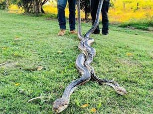 Cặp trăn khủng 'mây mưa' dữ dội, làm sập trần nhà