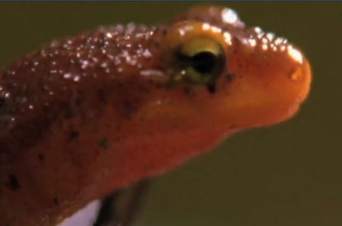 CLIP: Cận cảnh sa giông sống sót bò ra từ bụng ếch sau khi bị nuốt trọn