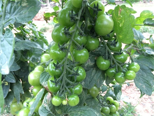 Cây giống cà chua cũng đã xuất đi hết, chỉ còn vườn cà chua lấy quả mới trồng thử nghiệm