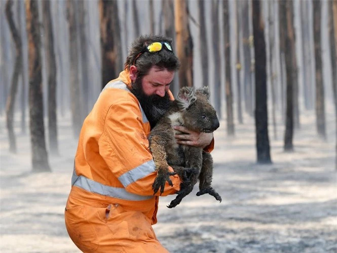 Cháy rừng ở Úc: 10.000 con lạc đã bị giết vì uống nước quá nhiều - ảnh 1