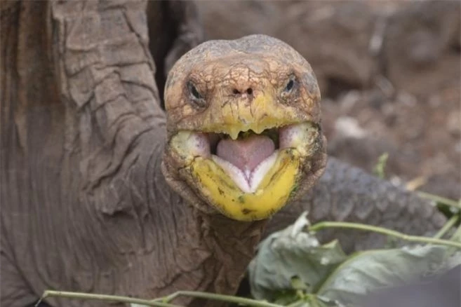 Cụ rùa ‘sát gái’, quan hệ khắp nơi cứu cả loài khỏi tuyệt chủng