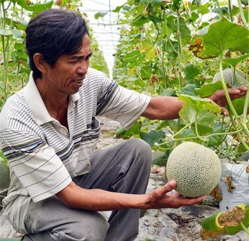 
Ông Chưng cho biết, vụ dưa Tết năm rồi ông thu về khoảng 6 tấn dưa lưới, lãi hàng trăm triệu đồng
