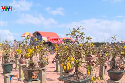 Bình Định: Thu lợi hàng trăm tỷ đồng từ bán mai Tết