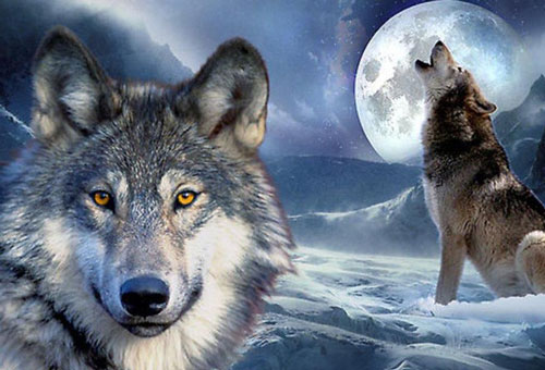 Chó hóa sói thế nào, cầu tự sát của chó nằm ở đâu?