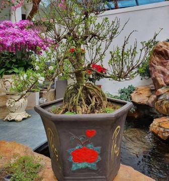 Khu vườn ngập sắc xuân trong biệt thự tiền tỷ của Tuấn Hưng