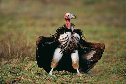 Những loài vật đáng ghét mà loài người vẫn phải chịu ơn