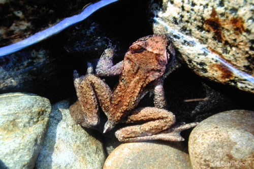 Sự thật bất ngờ về loài ếch có đuôi