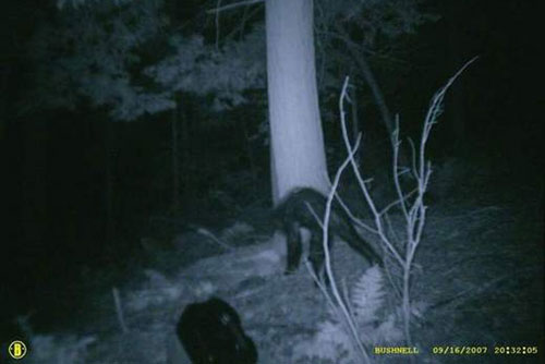 Hình ảnh cực bí hiểm về các loài quái vật