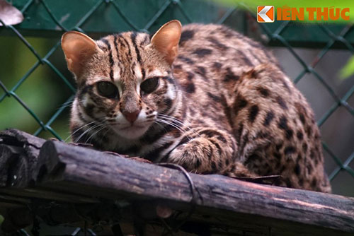 Tận mục đàn mèo rừng Việt Nam 'siêu ngầu', cực đẹp