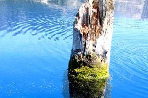 Thân cây khổng lồ dựng đứng giữa hồ hàng trăm năm