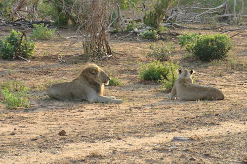 Bữa sáng đẫm máu của gia đình sư tử
