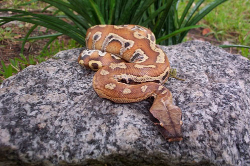 Khám phá loài trăn đỏ béo múp, ngắn cũn của Việt Nam