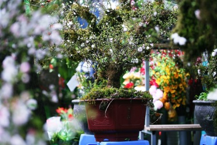 Mai trắng bọc rêu kín thân hét giá chục triệu đồng/gốc ở chợ hoa Tết Hà Nội