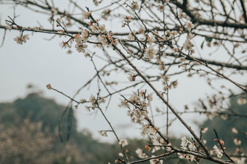 Hoa mơ Mộc Châu vào mùa tuyệt đẹp, khoe sắc trắng một góc trời