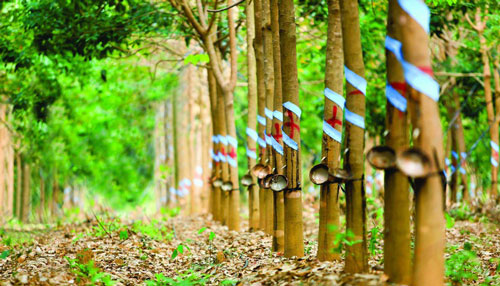 Xuất khẩu nông lâm thủy sản năm 2019: Chăn nuôi và cao su là điểm sáng