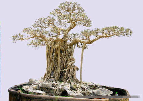 Hai cây quý khiến giới sinh vật cảnh xôn xao