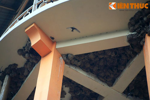 Ngắm quần thể tổ chim khổng lồ giữa lòng thành phố Việt Nam
