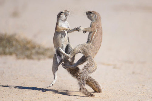 Sóc châu Phi thi triển kungfu trên cát đầy ngoạn mục