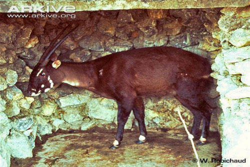 Ảnh cực hiếm về loài thú bí ẩn nhất Việt Nam