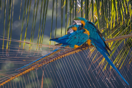 Ảnh động vật: Trăn khổng lồ nôn ọe ra mèo, khỉ ăn ngô...