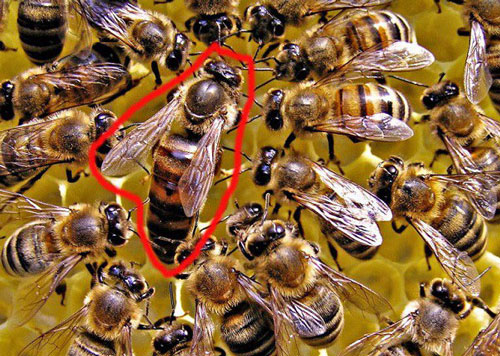 Tại sao ong thợ lại bị ong chúa tẩy não?