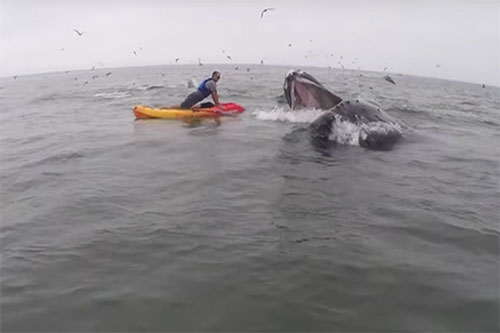 Bất ngờ khi đối mặt với cá voi lưng gù đang há miệng