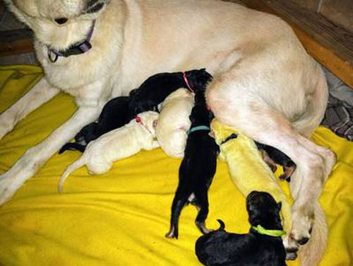 Chuyện lạ: Chó con sinh ra có màu lông vàng chanh hiếm gặp
