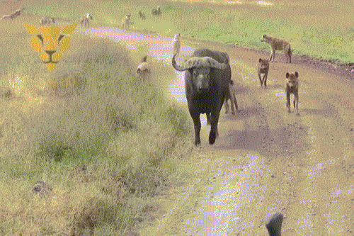 'Hãi hùng' trước cảnh 20 linh cẩu tra tấn trâu rừng đến lòi ruột