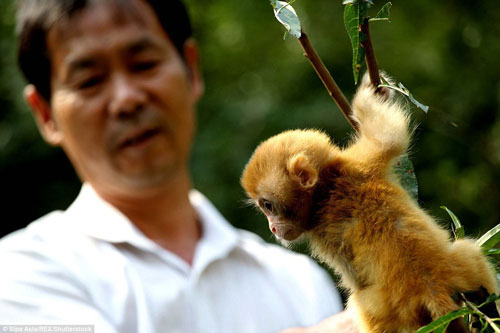 Tình bạn kỳ lạ của khỉ con mồ côi với nhân viên kiểm lâm