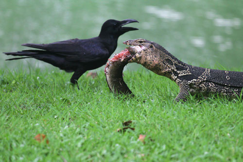'Kinh hoàng' cảnh kỳ đà biến con mồi thành đống thịt nhầy nhụa