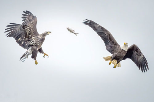 Đại bàng không chiến cướp cá của nhau