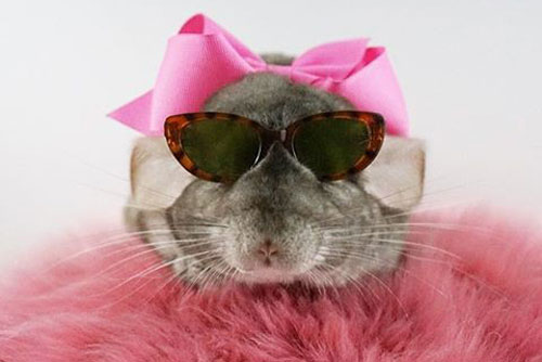 Tan chảy với những bức ảnh siêu cute của sóc đất béo ú