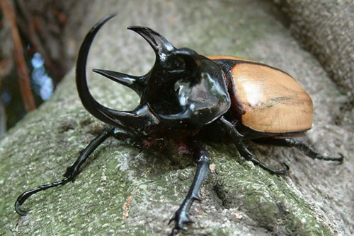 Ngắm 'tê giác bay năm sừng' cực hiếm và 'dị' của Việt Nam