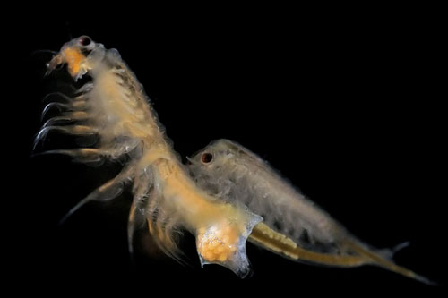 Bí mật gây sốc về loài tôm trường thọ Artemia